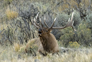 Images Dated 28th September 2007: Elk - Male lying down and bellowing