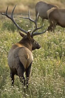 Elk - Male standing guard over his females