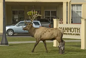 Elk Male walking passed one of the Hotels in Mammoth Hot Springs Yellowstone NP> USA