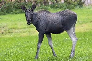 Images Dated 17th September 2012: Elk / Moose Calf