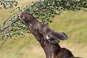 Alces Gallery: Elk / Moose - female feeding