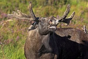 Alces Gallery: Elk / Moose - male