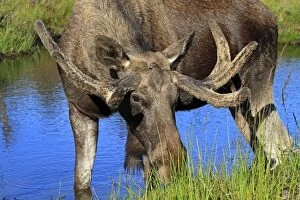 Alces Gallery: Elk / Moose - male in water