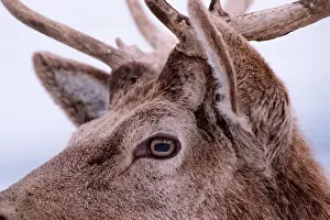 Elk / red deer / Wapiti. Europe