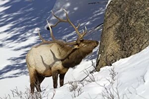 Images Dated 8th February 2011: Elk / Wapiti