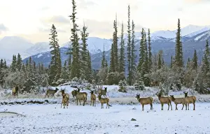 Elk / Wapiti - group in snow. Rocky mountains - Jasper national park - Alberta - Canada