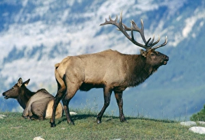 Images Dated 3rd October 2005: Elk / Wapiti Jasper National Park, Canada