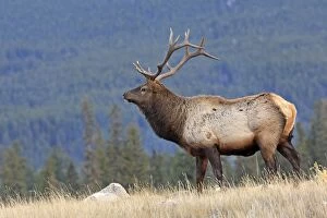 Images Dated 21st November 2009: Elk / Wapiti. Rocky mountains - Jasper national park - Alberta - Canada