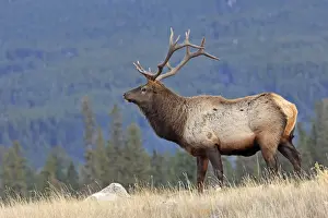 Wapiti Prints: Elk / Wapiti. Rocky mountains - Jasper national park - Alberta - Canada