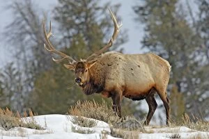 Elk / Wapiti - in snow