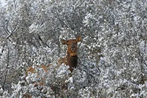 Wapiti Prints: Elk / Wapiti - in snow. Rocky mountains - Jasper national park - Alberta - Canada