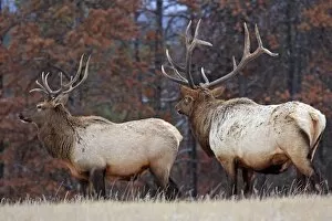 Images Dated 18th November 2009: Elk / Wapiti - in woodland. Rocky mountains - Jasper national park - Alberta - Canada