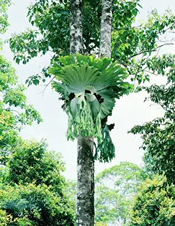Elkhorn / Staghorn fern - Atherton Tableland - North Queensland - Australia JFL00186