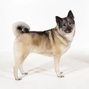 Elkhound Dog