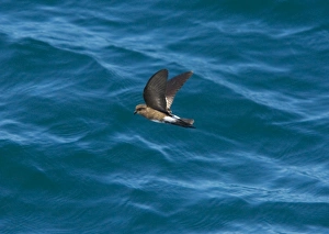 Images Dated 20th November 2007: Elliot's Storm Petrel / White-vented Storm Petrel (Oceanites gracilis galapagoensis)