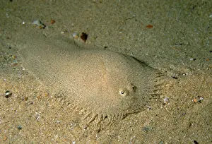 Flounders Prints: Elongated Flounder, Ammotretis elongatus