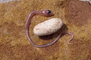 Embryonic Snake - & egg