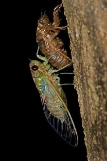 Images Dated 29th August 2011: Emerald Cicada - Costa Rica - recently emerged adult showing exoskeleton