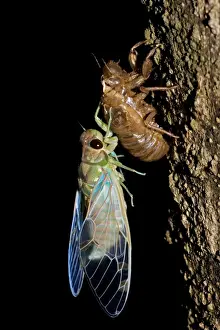 Emerald Cicada - Costa Rica - recently emerged adult showing exoskeleton