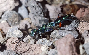 Images Dated 22nd April 2007: Emerald Cockroach Wasp/ Jewel Wasp: a parasitoid wasp that lays its eggs into the nerve ganglia of