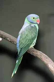 Parakeets Prints: Emerald Collared