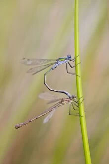Images Dated 19th August 2012: Emerald Damselflies - paired - Cornwall - UK
