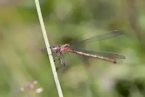 Emerald Damselfly - Cornwall - UK