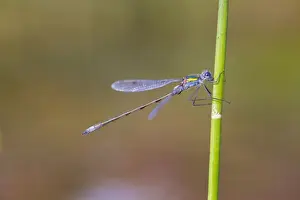 Damselflies Prints: Emerald Damselfly - Cornwall - UK - male