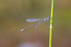 Images Dated 6th September 2012: Emerald Damselfly - male