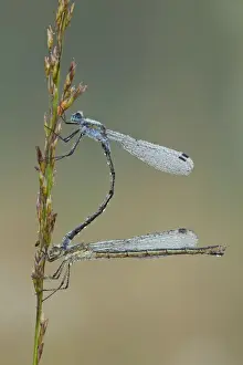 Cannock Chase Prints: Emerald Damselfly - paired up and resting on grass head