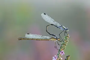Cannock Chase Prints: Emerald Damselfly - paired up