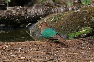 Dove Gallery: Emerald Dove, female, in Queensland, Australia