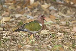 Images Dated 19th August 2009: Emerald Dove At Hayley's camping ground at Ayton, Cape York, Australia