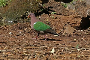 Doves Gallery: Emerald Dove, male, in Queensland, Australia