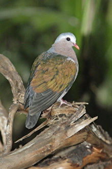 Emerald Dove
