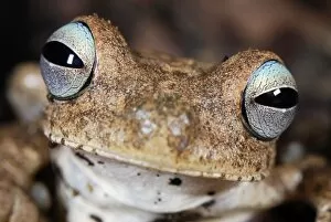 Images Dated 2nd October 2007: Emerald-eyed Treefrog / Rattle-voiced Treefrog