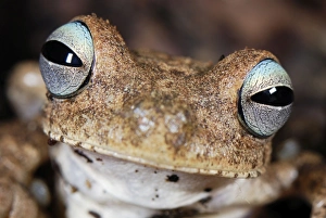 Images Dated 2nd October 2007: Emerald-eyed Treefrog / Rattle-voiced Treefrog - Departamento Cauca, Colombia