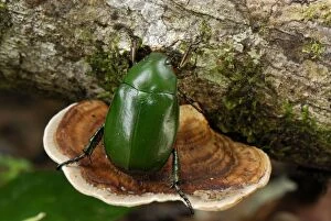 Images Dated 21st November 2007: Emerald Flower Beetle