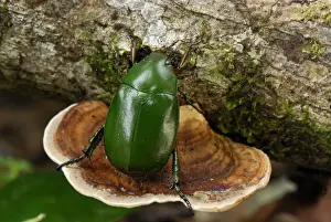 Emerald Flower Beetle - Danum Valley Conservation Area - Sabah - Borneo - Malaysia