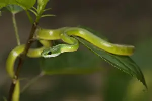 Emerald Palmsnake Lake Sandoval Amazon Peru