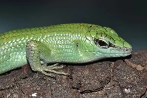 Images Dated 13th August 2011: Emerald Skink