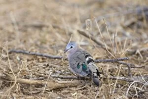 Images Dated 24th July 2008: Emerald-spotted Wood Dove Sarara Camp, Namunyak Conservancy, Northern Rangelands, Kenya
