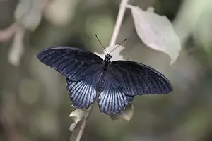 Swallowtail Prints: Emerald Swallowtail Butterfly - resting on bush, Emmen, Holland