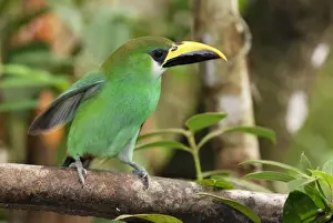 Toucanet Prints: Emerald Toucanet Belize