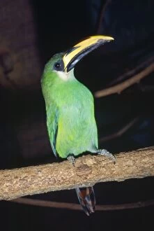 Images Dated 18th May 2007: Emerald Toucanet S. E. Mexico to South America