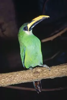 Toucanet Prints: Emerald Toucanet S. E. Mexico to South America