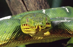 Images Dated 2nd June 2010: Emerald Tree Boa, Corallus canina, Native