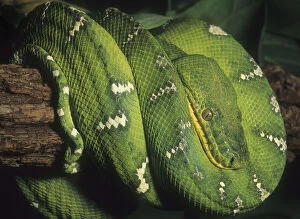 Images Dated 24th April 2009: Emerald Tree Boa, (Corallus canina), S