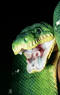 Scary Prints: Emerald Tree Boa - Gaping Forest canopy, Peru, Brazil