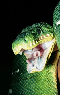 Mouths Collection: Emerald Tree Boa - 'Gaping' Forest canopy, Peru, Brazil